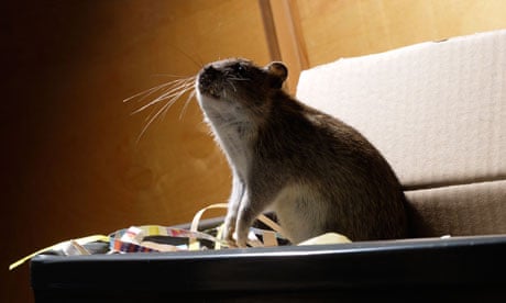 Rat Chille Chile on health alert over hantavirus outbreak spread by rats | Chile ...