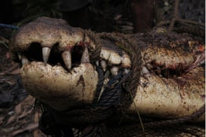 Week in Wildlife: Captured Sri Lankan crocodile