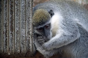 Week in Wildlife: Monkeys Seek Refuge From Falling Temperatures