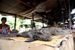 Week in Wildlife: An Equatorial Guinean vendor sells live crocodiles at a market in Bata