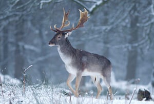 Week in Wildlife: Deer walk in the snow in Richmond Park in west London