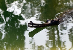 Week in Wildlife: A narrow snouted crocodile 