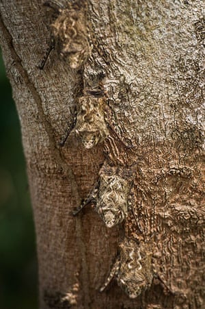 Week in Wildlife: Bats rest on a tree trunk in Pantanal, Mato Grosso state, western Brazil