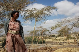 Ethiopia: New seed varieties boost chickpea harvests in Ethiopia