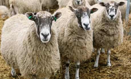 Pregnant ewes on a farm infected with Schmallenberg virus