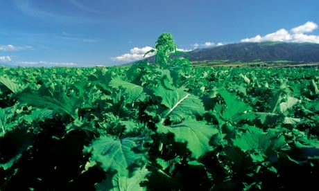 Alys Fowler: broccoli raab | Gardens | The Guardian