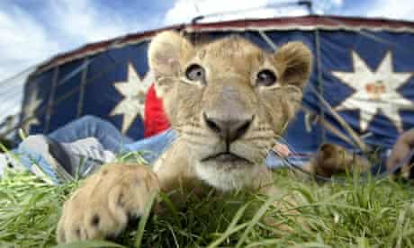 Circuses will be banned from using wild animals, such as this lion cub, for performances