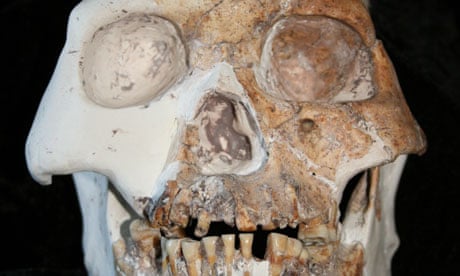 stil ~ side Tal til Red Deer Cave people' may be new species of human | Anthropology | The  Guardian