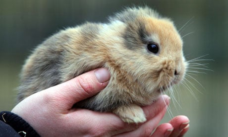 German celebrity bunny crushed to death by cameraman | Germany | The  Guardian