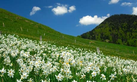 Switzerland mountain pasture 