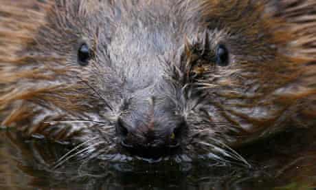Beavers in Tayside, Scotland