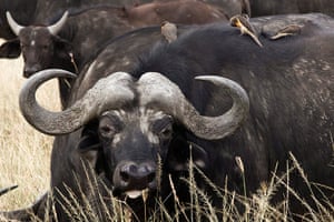 Maasai Mara Reserve: Buffaloes graze