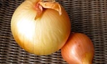 Spanish and yellow onions