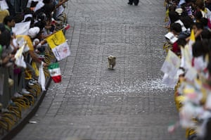 Pope visit to Mexico: A dog runs after the Popemobile as it passed through Guanajuato