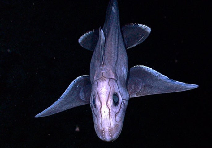 James Cameron Dives Into The Mariana Trench In Pictures
