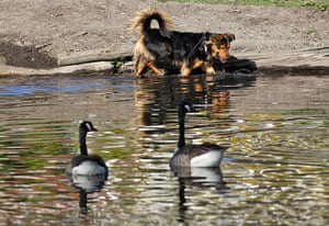 Hot Weather: A dog takes a dip in the water during the warm weather