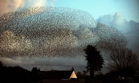 The Sad Decline Of The Swirling Starling Birds The Guardian