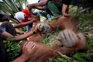 Week in wildlife:  Sumatran Orangutan Conservation Programme