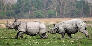 Week in wildlife: Indian One-horned Rhino