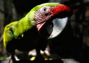 Week in wildlife: A great green macaw rests at a nursery of the ARA Project in Alajuela