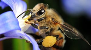 Week in wildlife: Spring lures out the bees