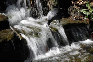 Week in wildlife: A bird dips its head into a waterfall at Carshalton Pond 
