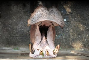 Week in wildlife: A hippopotamus opens its mouth as visitors feed him at Yangon Zoo
