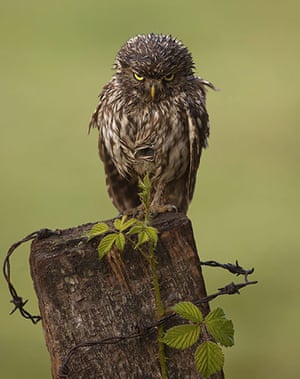 Week in wildlife: Little Owl gets a soaking, West Sussex