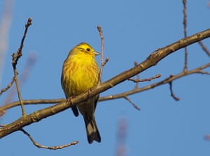 Week in wildlife: A yellowhammer bird sits on a tree branch in a forest, southwest of Minsk