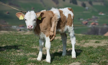 6 legged cow