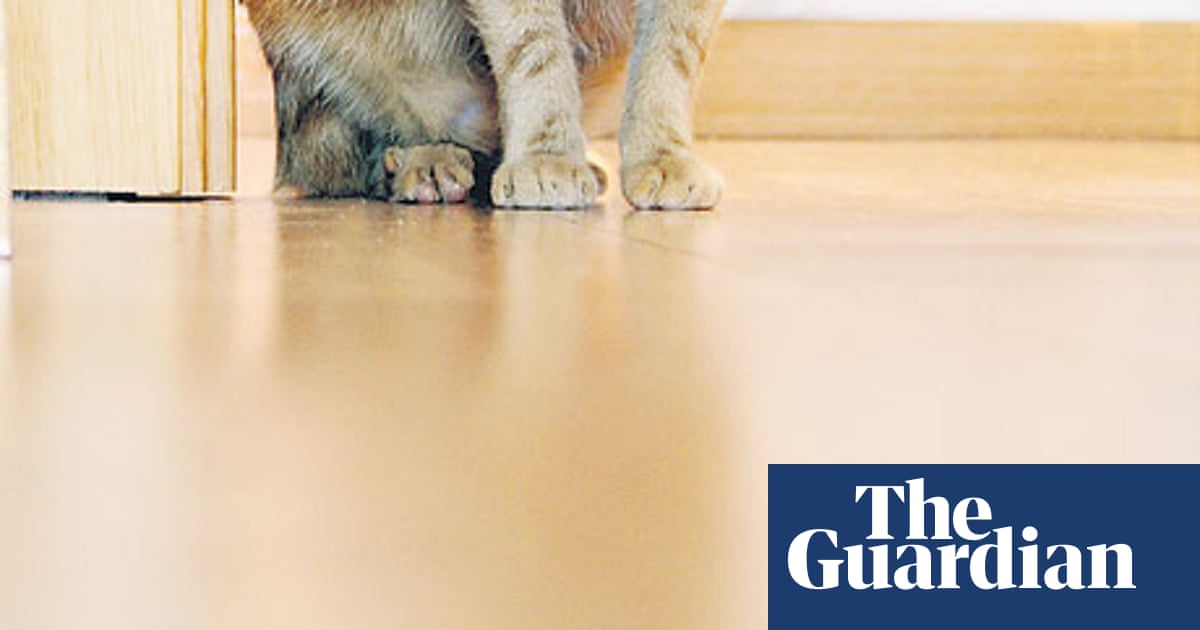 Care Of Wooden Floors By Will Wiles Review Fiction The Guardian