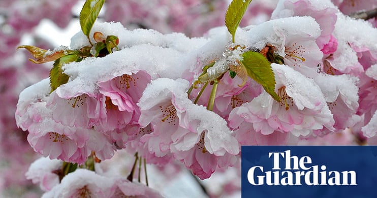 Cherry blossom season around the world - in pictures | World news | The