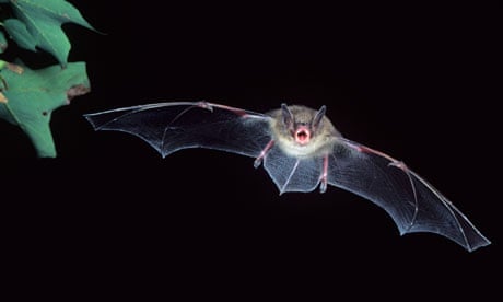 bats devastation bat traces confirms