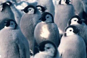 Emperor penguin survey: Emperor penguin chick