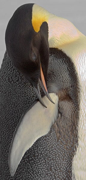 King Penguin molting - Stock Image - Z808/0153 - Science Photo Library