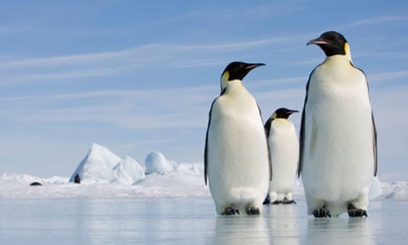 Antarctic penguins forced up 100-foot ice walls, study shows | Birds | The Guardian