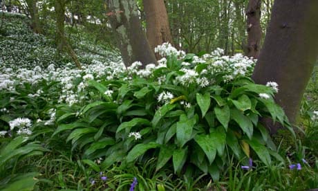 Image result for picking wild garlic