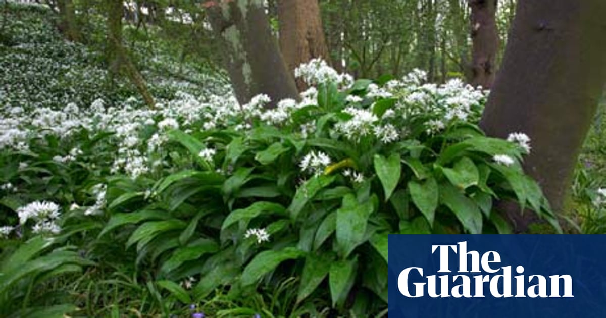 Season S Eatings Wild Garlic Food The Guardian Season S Eatings Wild Garlic Food The Guardian