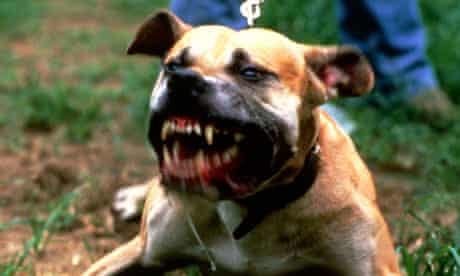 Dangerous dog laws to be widened to cover attacks on private land