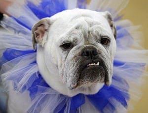 Drake Relays Beautiful Bulldog Contest In Pictures