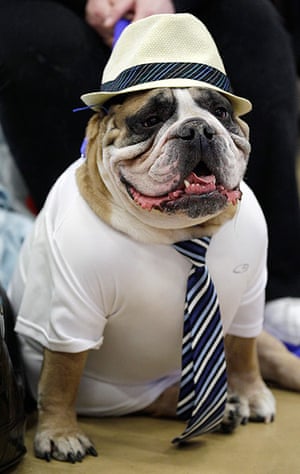 Drake Relays Beautiful Bulldog Contest In Pictures