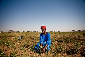 Sahel Crisis: Drought response in Mauritania 
