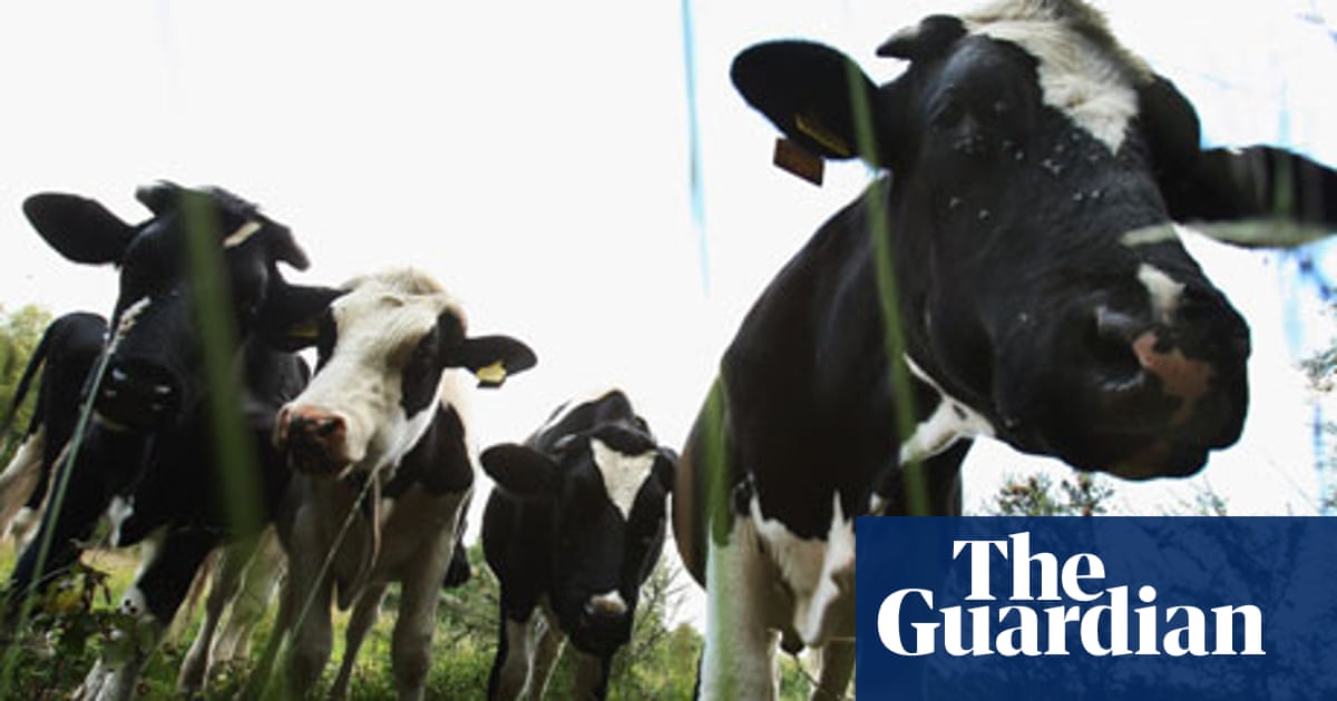Mad Cow Disease A Very British Response To An International Crisis Bse The Guardian Mad Cow Disease A Very British Response To An International Crisis Bse The Guardian