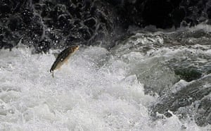 Week in wildlife: Daces return to river for reproduction in Korea