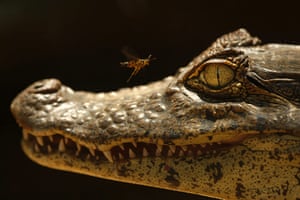 Week in wildlife: An alligator at the Jaguar Rescue Center in Costa Rica