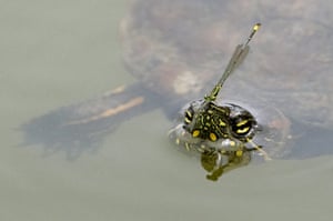Week in wildlife: A dragonfly rests on a turtle in a lake in the outskirts of Cali