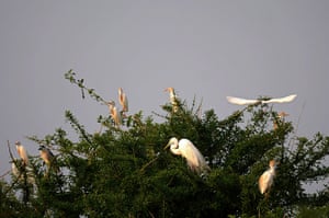 Week in wildlife: Snowy egrets and great herons remain at Birds Island in the Suchitlan lake