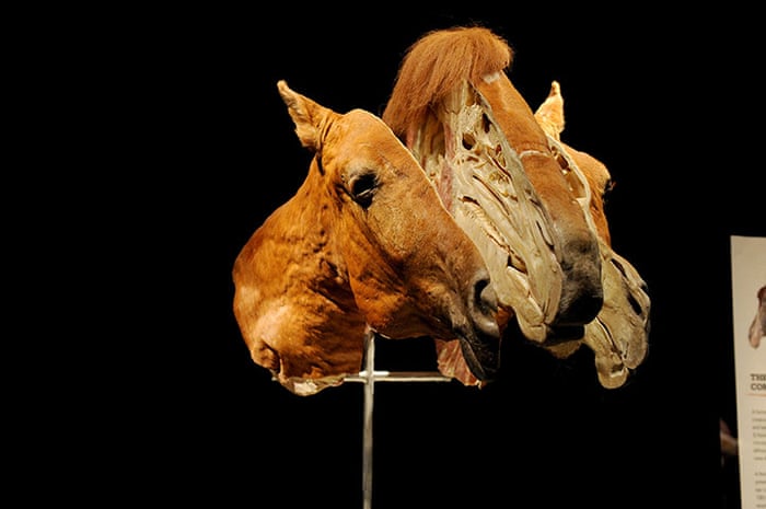 Animal Inside Out exhibition at the Natural History Museum - in pictures |  Science | The Guardian