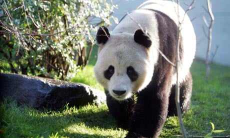 Giant panda Yang Guang at Edinburgh zoo, where it is hoped he will mate with Tian Tian