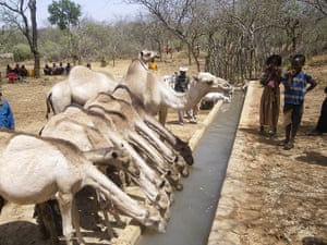 Pastoralists in Borana: 21st century pastoralism in southern Ethiopia